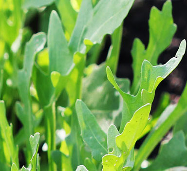 Ensayo con Polysulphate<sup>®</sup> y Agromaster<sup>®</sup> en rúcula en Italia