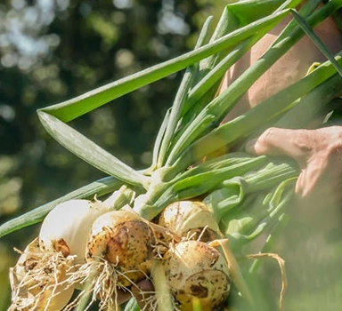 Ensayo en cebolla con Agromaster<sup>®</sup> en los Países Bajos