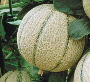 Ensayo en melón con Agromaster<sup>®</sup> en Francia