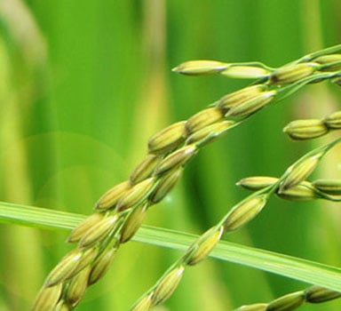Ensayo en arroz con Agromaster<sup>®</sup> en Cataluña