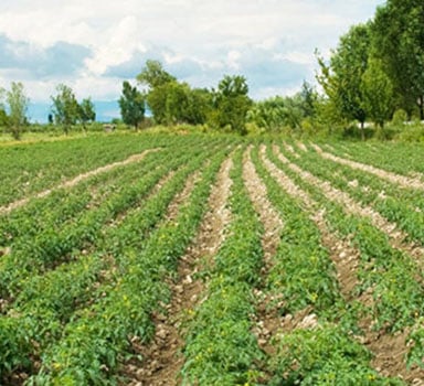 Ensayo en patata con Agromaster<sup>®</sup> en los Países Bajos