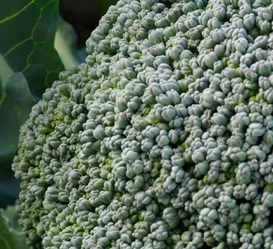 Ensayo en brócoli con Polysulphate en Francia