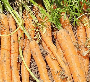 Ensaio de cenoura com Polysulphate em França