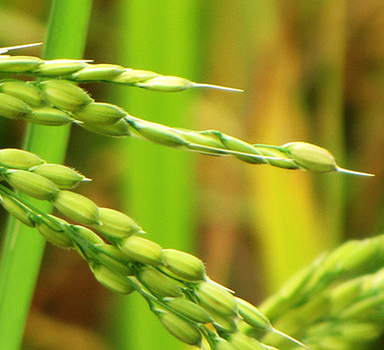 Ensayo en arroz con Agromaster<sup>®</sup> en Delta del Ebro