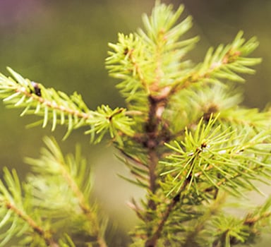 Ensaio de abeto da Noruega com Agroblen® na Suécia