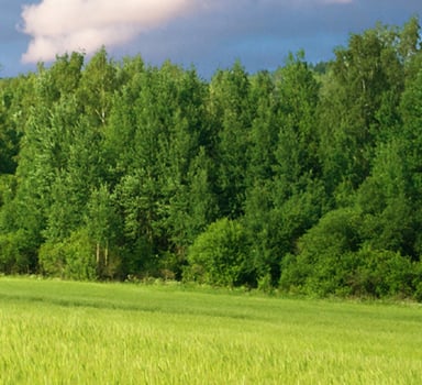 Ensaio de trigo com Polysulphate em León
