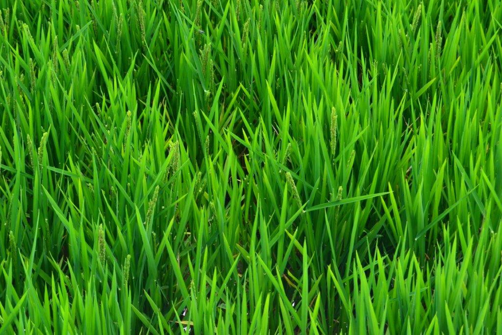 El abonado del arroz con Agromaster<sup>®</sup> aumenta la producción y los ingresos