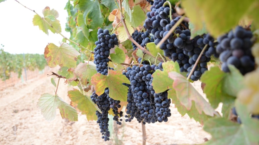Solución integral para la fertilización del viñedo