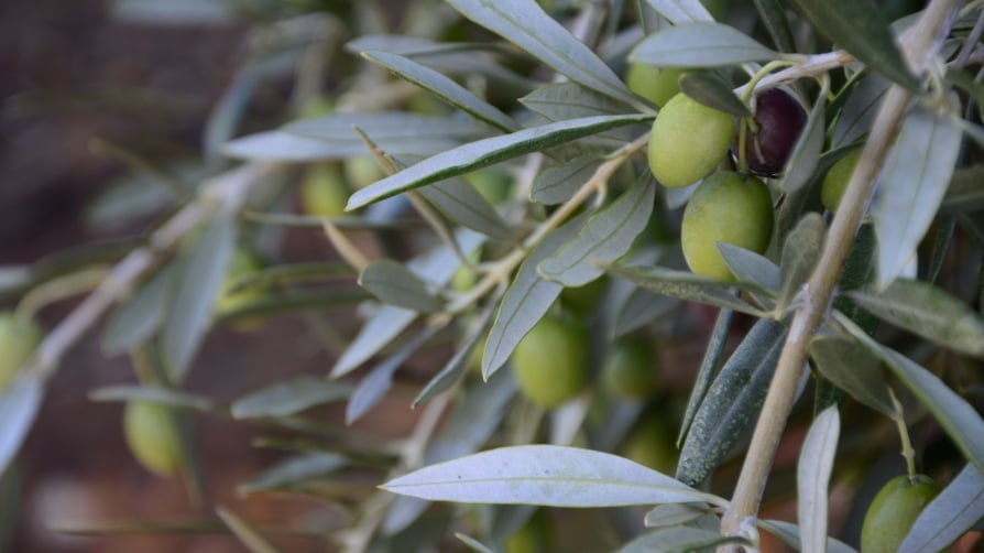 Ensayos a largo plazo con Polysulphate® en olivar convencional y ecológico