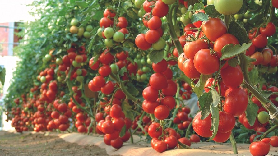 Soluciones nutritivas para tomate con la precisión de Nutri Liquid Perfect Fit