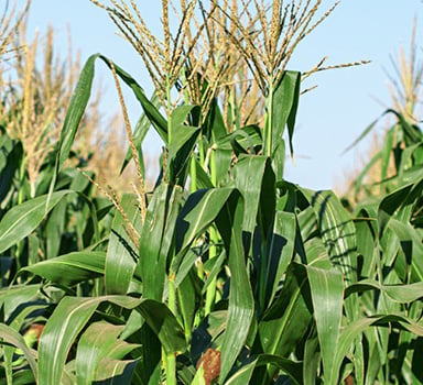 Ensayo en maíz con Agromaster<sup>®</sup> en Lleida