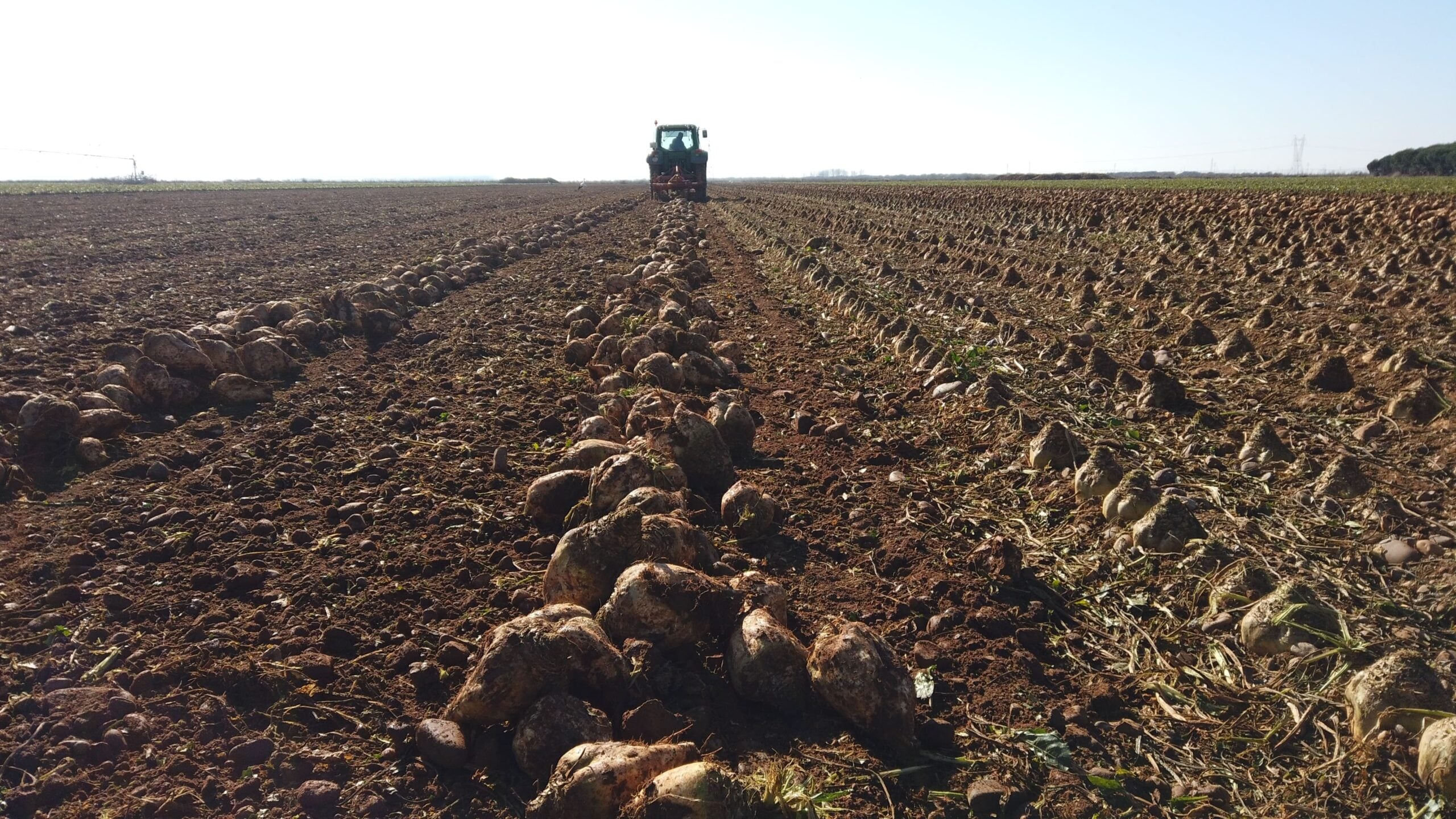 El abonado de remolacha con Polysulphate refuerza al cultivo