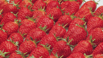 Cultivo de fresa: plan completo de nutrición