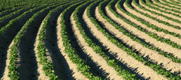 Prevención del estrés por sequía mediante fertilizantes foliares