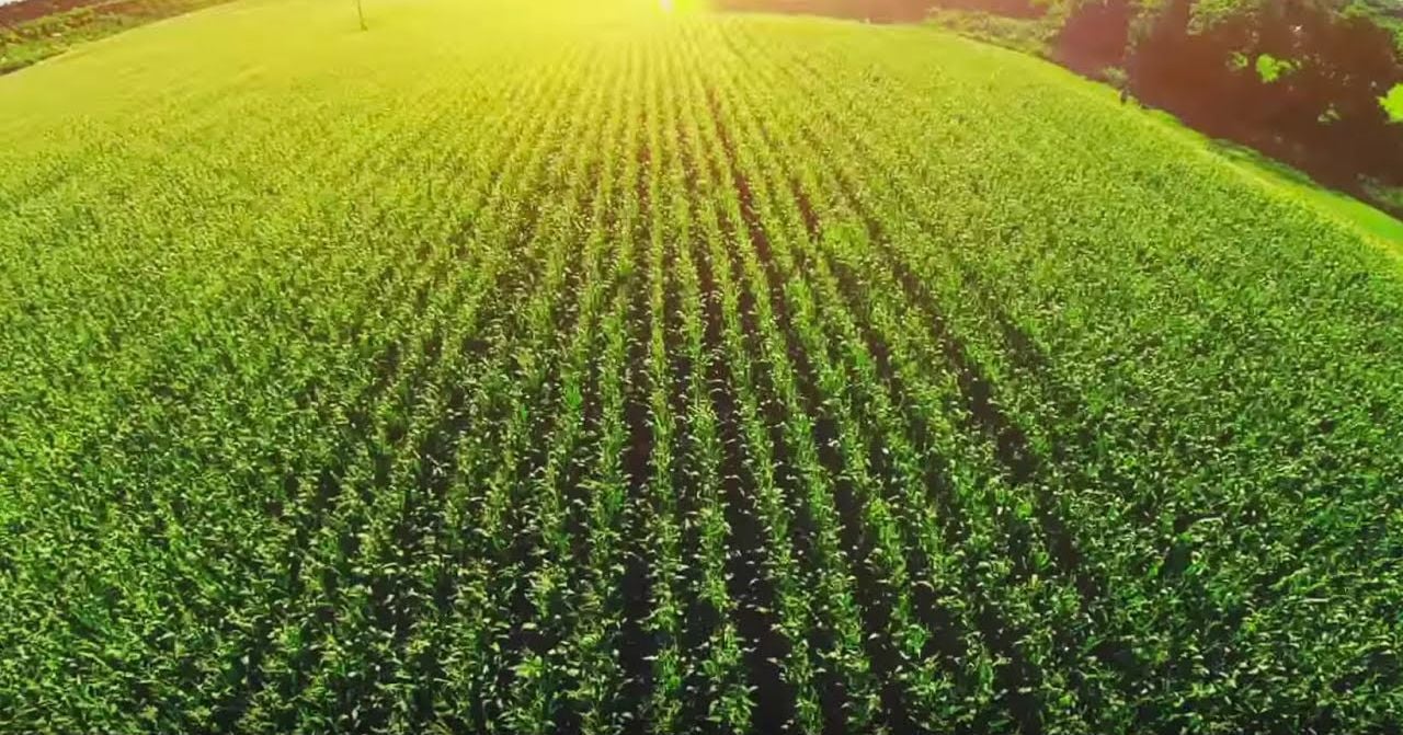 Las ventajas agronómicas de Polysulphate