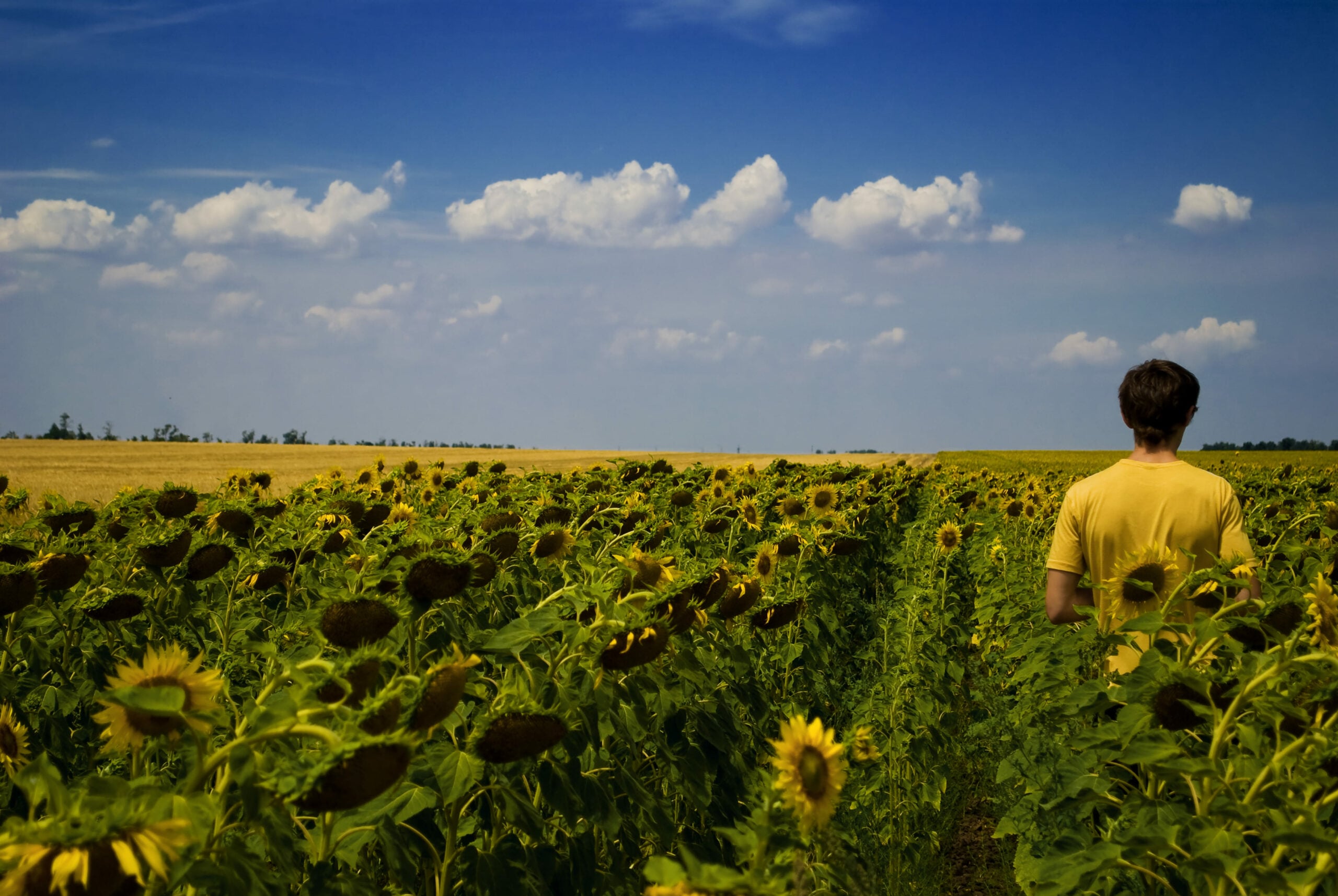 Las ventajas de Polysulphate para el cultivo de girasol
