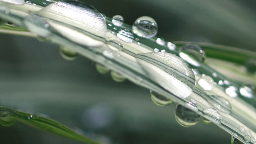 Optimizar la fertilización, la lluvia y el riego