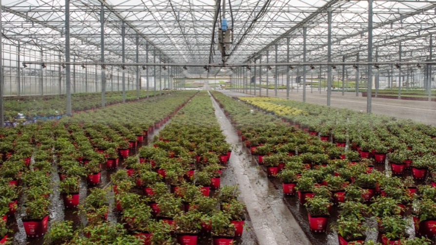 Cultivos invernales de planta de temporada