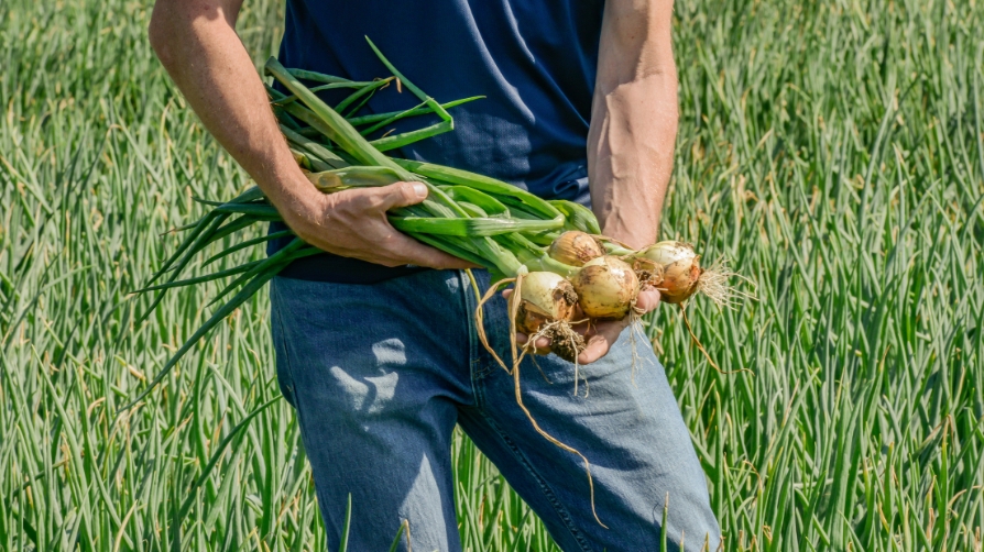 Nuestro programa de nutrición precisa mejora los cultivos hortícolas