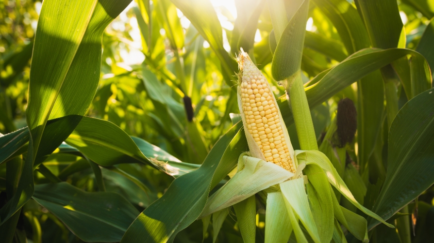 Ensayo en maíz en León con Polysulphate aumenta la producción