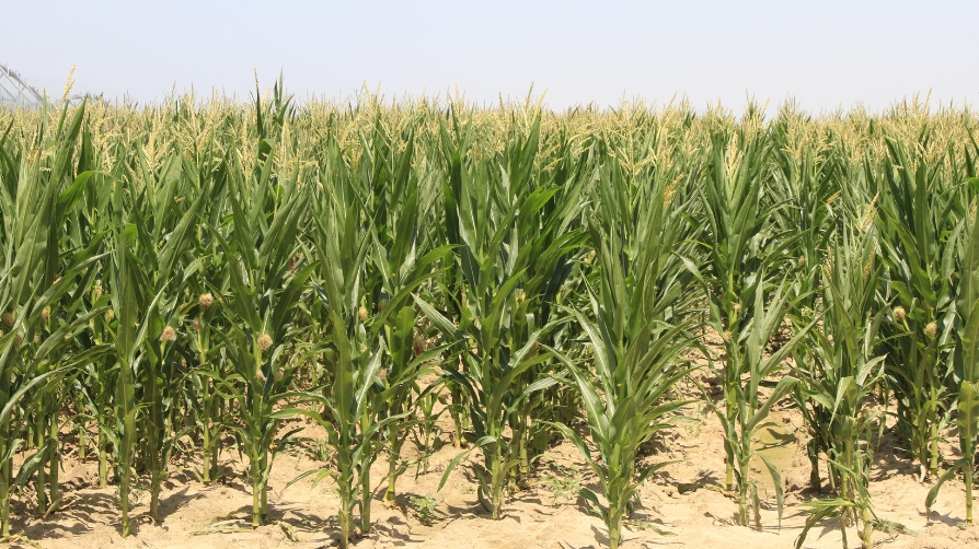 El abonado de maíz con Polysulphate mejora la producción del cultivo