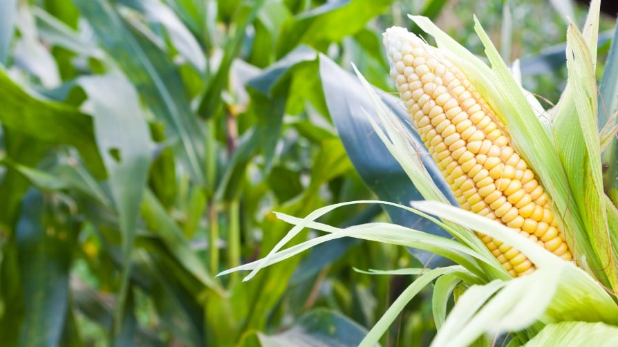 Eficiencia demostrada en la nutrición precisa del maíz forrajero