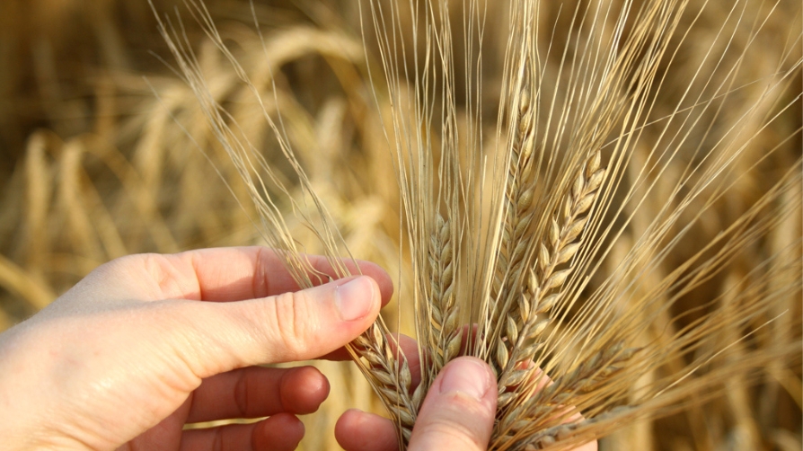 Estrategia de nutrición con fertilizantes encapsulados en cereal