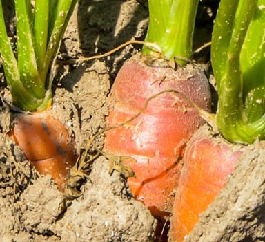 Ensaio de cenoura com Agromaster<sup>®</sup> na Alemanha
