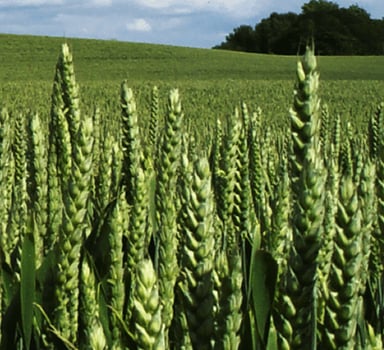 Ensaio de trigo duro com Agromaster<sup>®</sup> Start Mini em França
