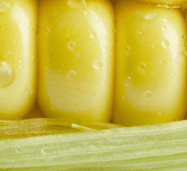 Ensayo en maíz con Polysulphate en León