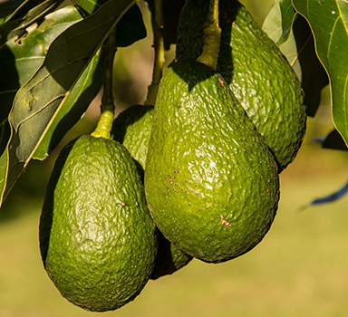 Ensayo en aguacate con Agroblen<sup>®</sup> V-Factor