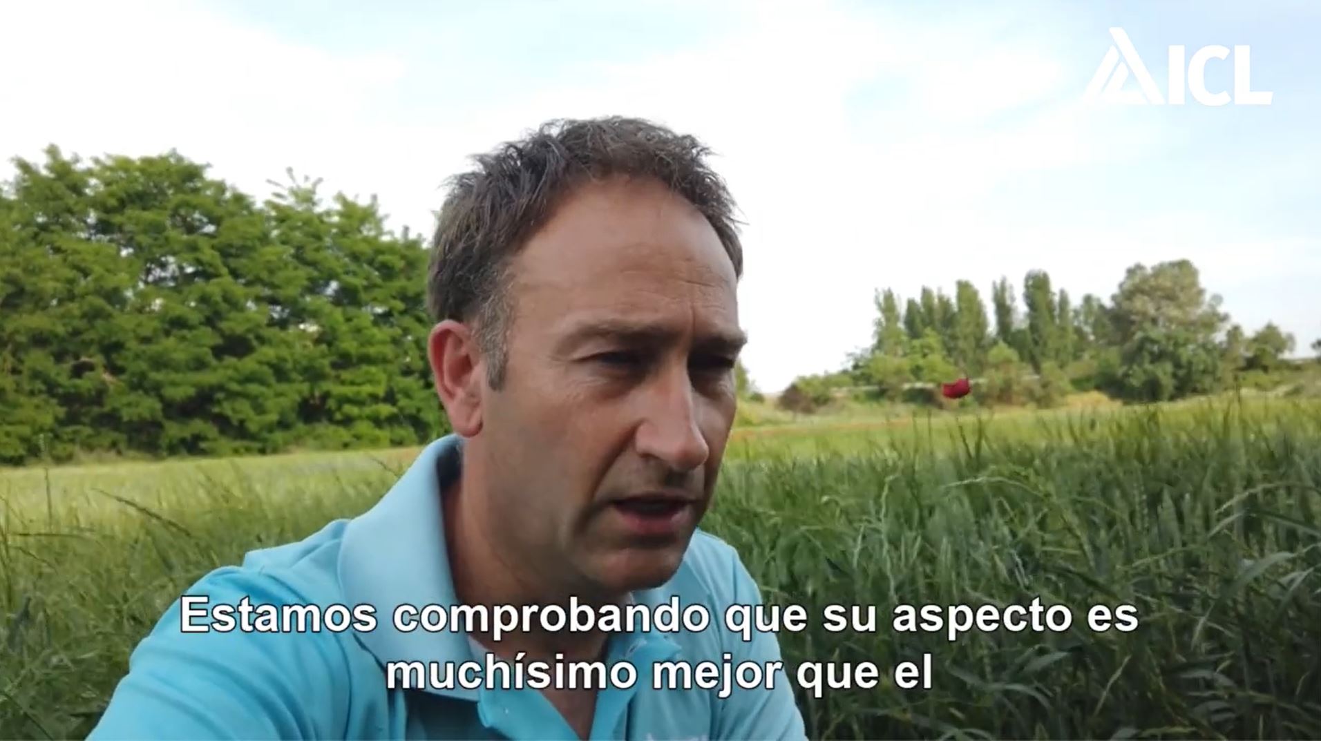 Polysulphate en cebada