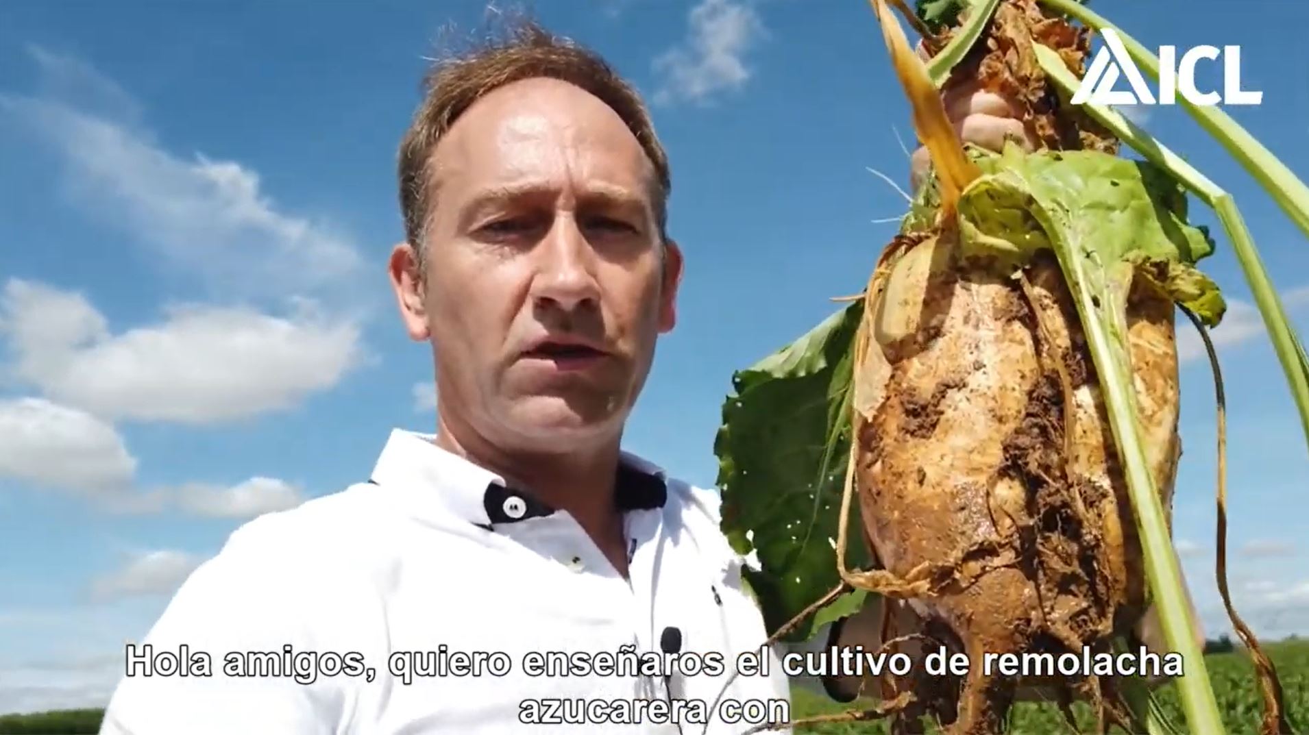 Abonado de remolacha con Polysulphate (parte 2)