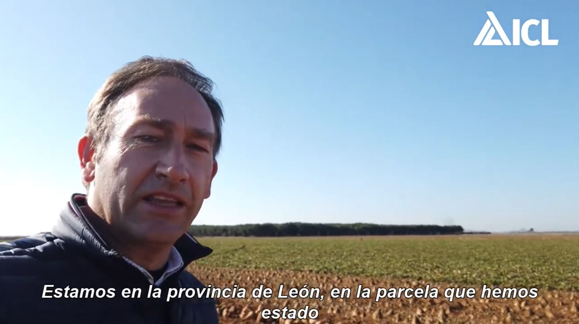 Abonado de remolacha con Polysulphate (parte 3)
