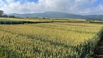 Ensaio em trigo mole com Polysulphate em Álava