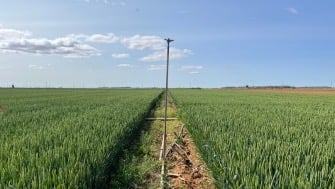 Ensaio em trigo com Polysulphate em Villamañán