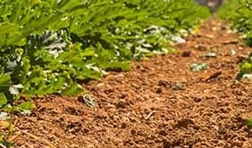 Cómo mejorar la fertilidad del suelo