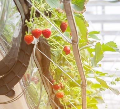 Aumentar la resistencia de los sistemas de cultivo de interior