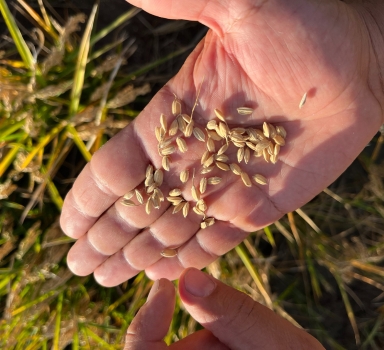 Ensayo en arroz con Agromaster<sup>®</sup> en la Albufera