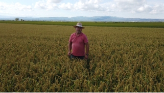 Polysulphate® ayuda a terminar el grano de arroz