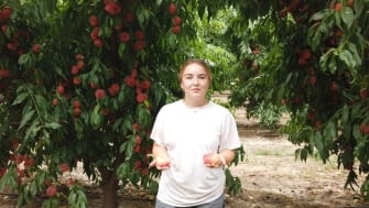 Polysulphate® ofrece un cuajado más regular a los frutales