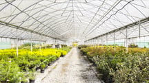 Historias de Osmocote® 5: Vivero Orths en Australia