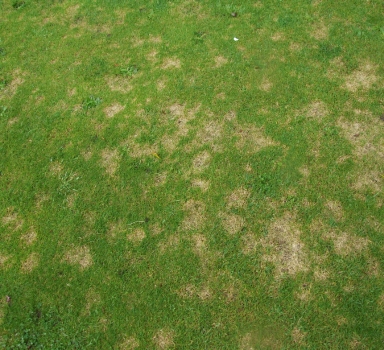 Ensayo sobre Dollar Spot con Vitalnova