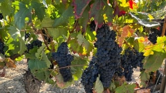 Es el momento de comenzar a hacer un buen vino