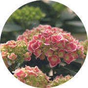 Hortênsia