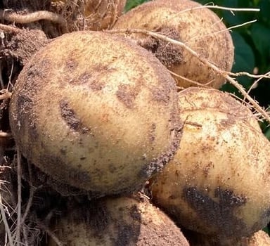 Ensayo en patata con Agromaster<sup>®</sup> en Slupia