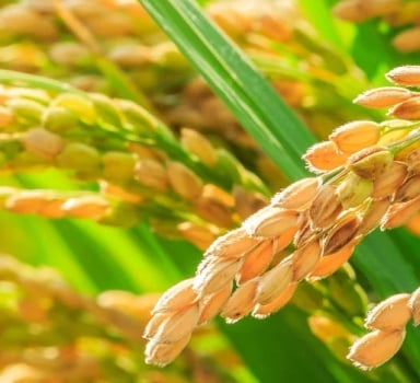 Ensayo en arroz con Polysulphate en EEUU