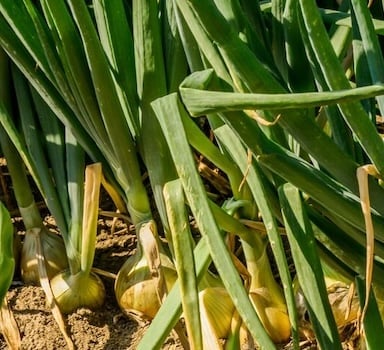 Ensayo en cebolla con Agromaster<sup>®</sup> en Polonia