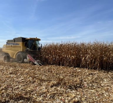 Ensayo en maíz con Agromaster<sup>®</sup> en León