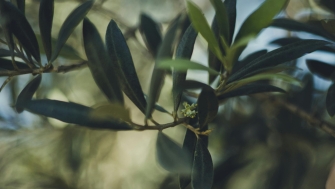 La floración del olivo y su cuajado mejora con AGRIMOBI OLIVE-P